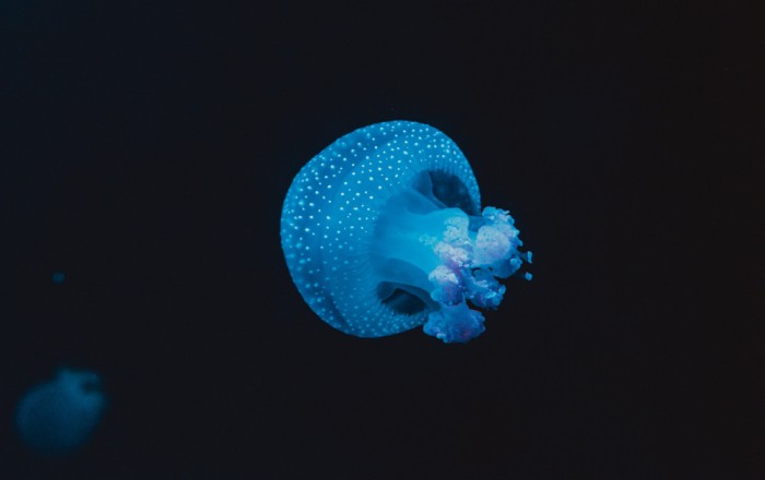 The Ethical Parasite Visibility Framework